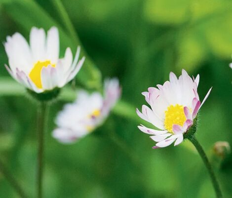 Gänseblümchen_2