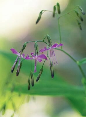 Hasenlattich_3