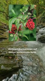 Hirschholunder