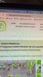 Essbare Wildpflanzen