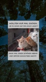 Sonntag abend 8